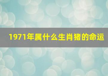 1971年属什么生肖猪的命运