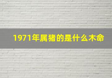 1971年属猪的是什么木命