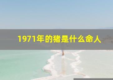 1971年的猪是什么命人