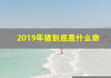 2019年猪到底是什么命