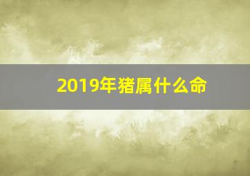 2019年猪属什么命