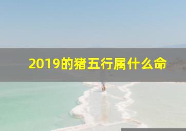 2019的猪五行属什么命