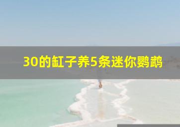 30的缸子养5条迷你鹦鹉