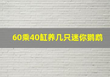 60乘40缸养几只迷你鹦鹉