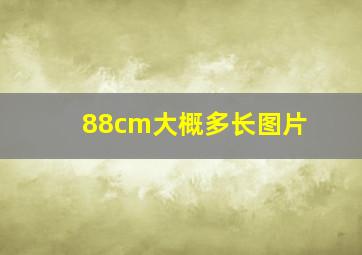 88cm大概多长图片