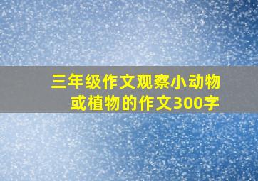 三年级作文观察小动物或植物的作文300字