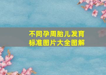 不同孕周胎儿发育标准图片大全图解