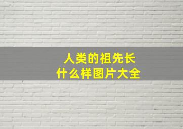 人类的祖先长什么样图片大全