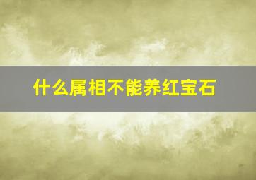 什么属相不能养红宝石