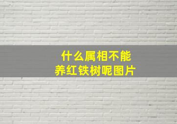 什么属相不能养红铁树呢图片