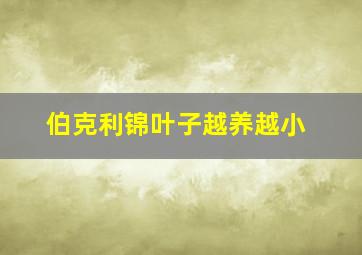 伯克利锦叶子越养越小