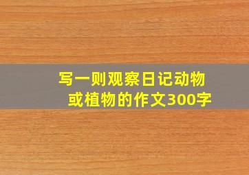 写一则观察日记动物或植物的作文300字