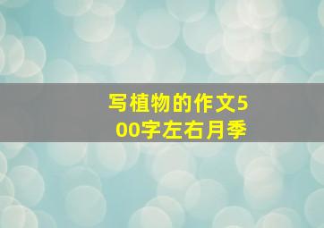 写植物的作文500字左右月季