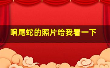 响尾蛇的照片给我看一下