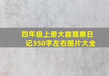 四年级上册大蒜观察日记350字左右图片大全