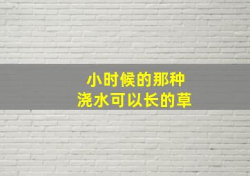 小时候的那种浇水可以长的草