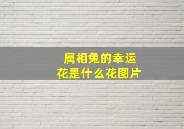 属相兔的幸运花是什么花图片