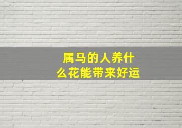 属马的人养什么花能带来好运