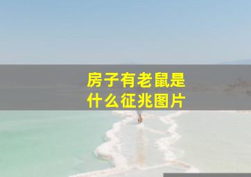 房子有老鼠是什么征兆图片