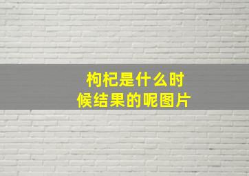 枸杞是什么时候结果的呢图片