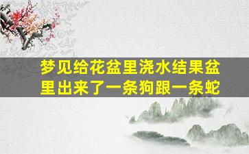 梦见给花盆里浇水结果盆里出来了一条狗跟一条蛇