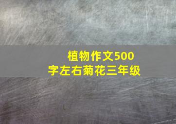 植物作文500字左右菊花三年级