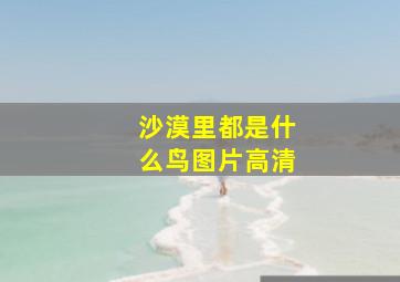 沙漠里都是什么鸟图片高清