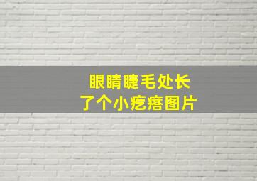 眼睛睫毛处长了个小疙瘩图片