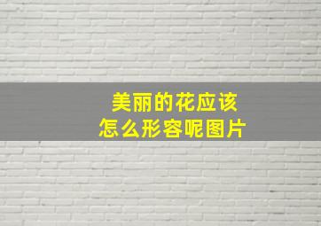 美丽的花应该怎么形容呢图片