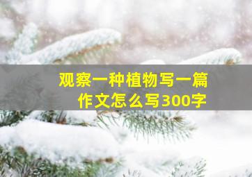 观察一种植物写一篇作文怎么写300字