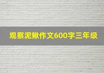 观察泥鳅作文600字三年级