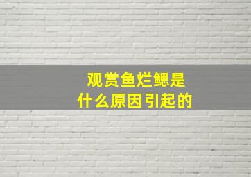 观赏鱼烂鳃是什么原因引起的