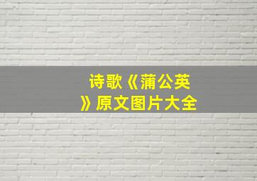 诗歌《蒲公英》原文图片大全