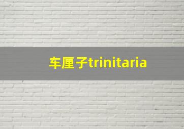 车厘子trinitaria