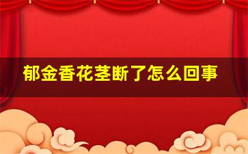 郁金香花茎断了怎么回事