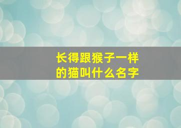 长得跟猴子一样的猫叫什么名字