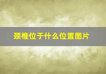 颈椎位于什么位置图片