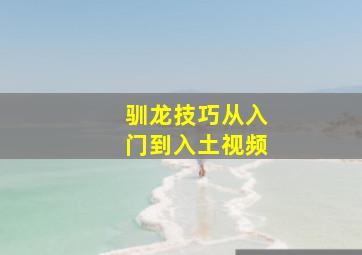 驯龙技巧从入门到入土视频