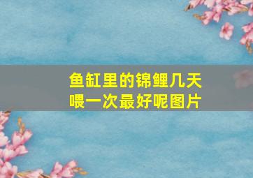 鱼缸里的锦鲤几天喂一次最好呢图片