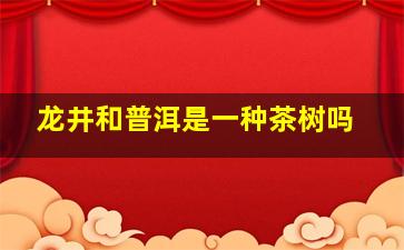 龙井和普洱是一种茶树吗